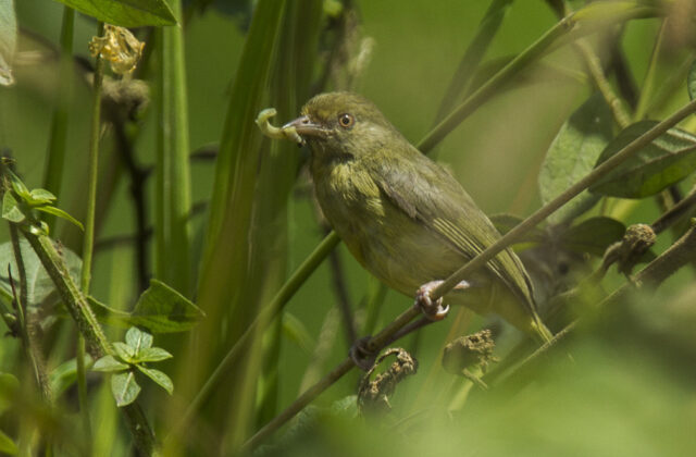 Olivaceous Greenlet