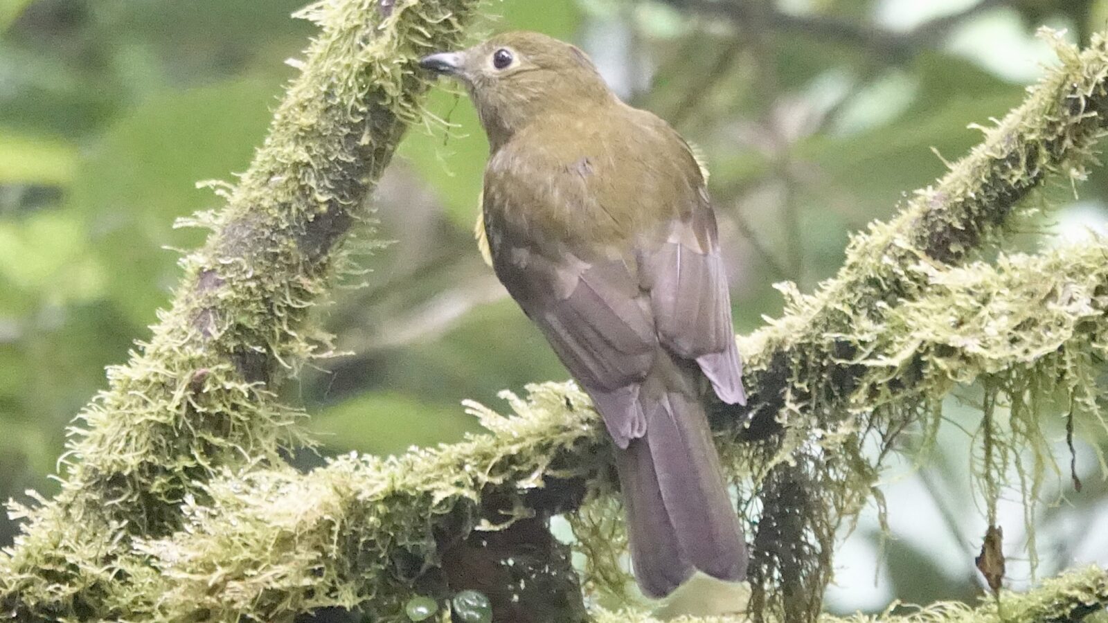 Olivaceous Piha