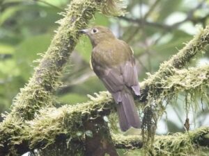 Olivaceous Piha