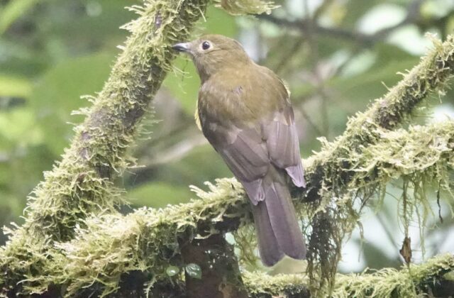 Olivaceous Piha