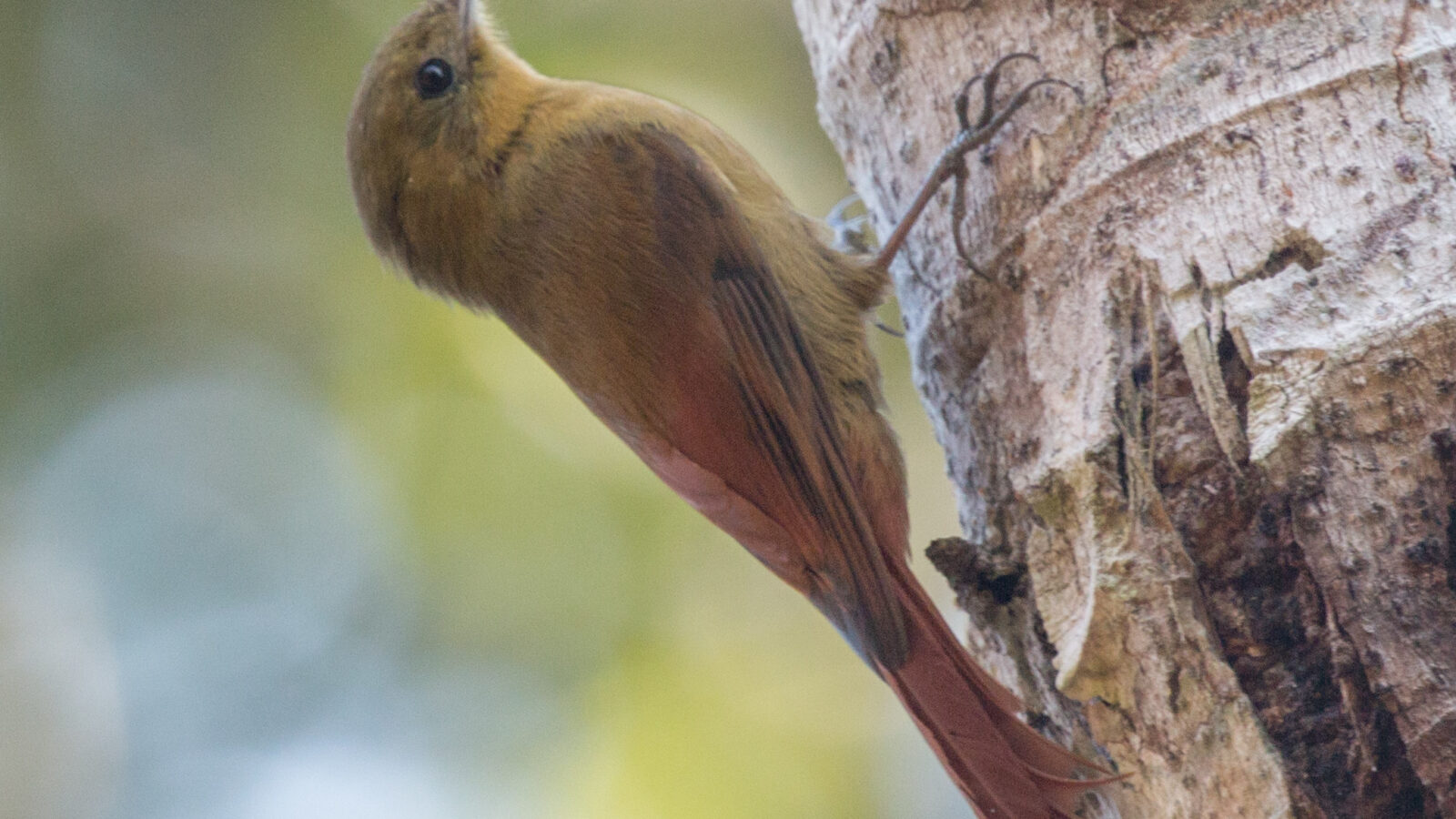 Olivaceous Woodcreeper