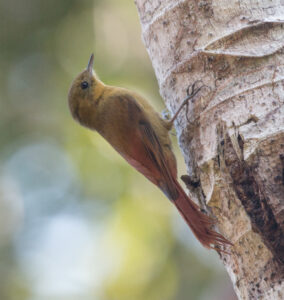 Olivaceous Woodcreeper