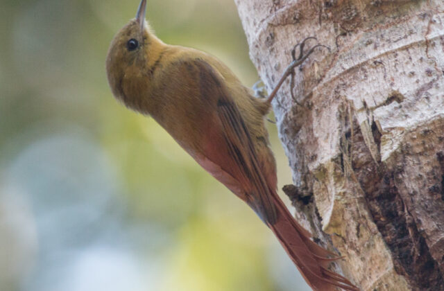 Olivaceous Woodcreeper