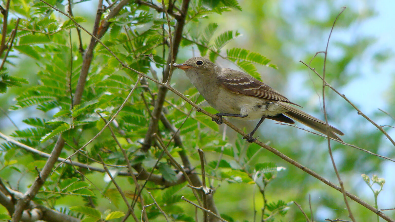 Olivaceous Elaenia
