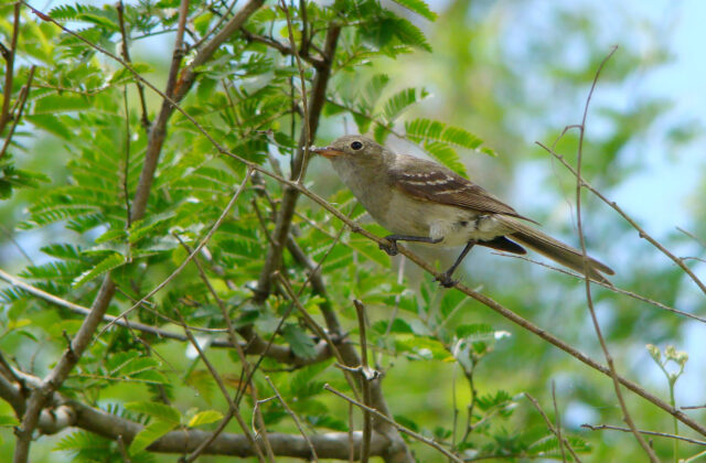 Olivaceous Elaenia