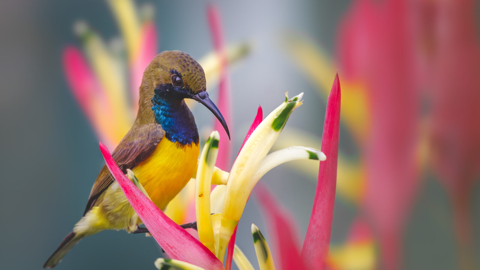 Garden Sunbird