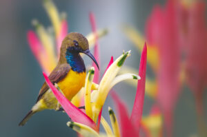 Garden Sunbird