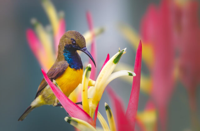 Garden Sunbird