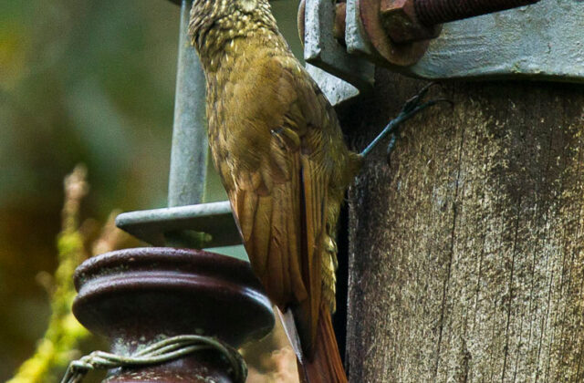 Olive-backed Woodcreeper