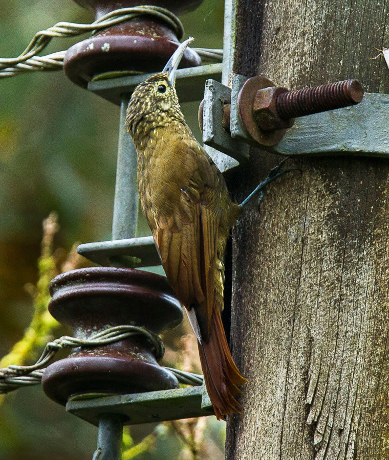 Olive-backed Woodcreeper