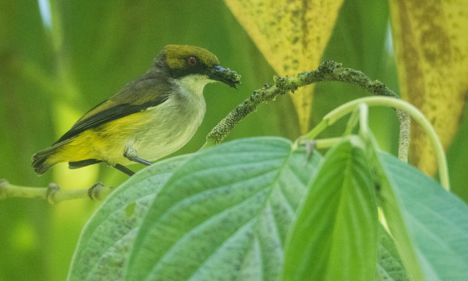 Olive-capped Flowerpecker