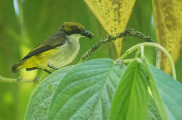 Olive-capped Flowerpecker