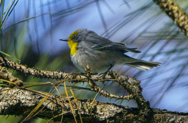 Olive-capped Warbler
