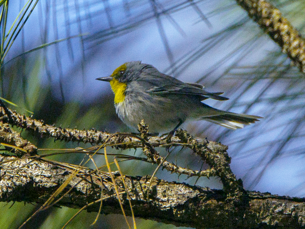 Olive-capped Warbler