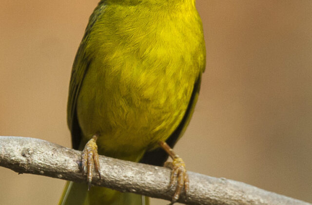 Olive-green Tanager