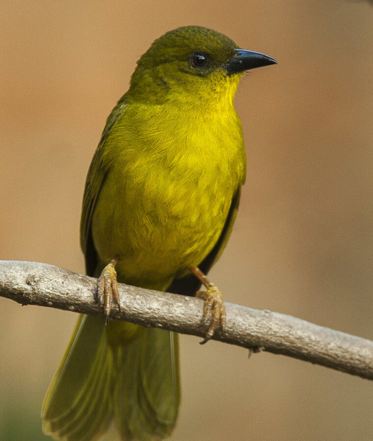 Olive-green Tanager
