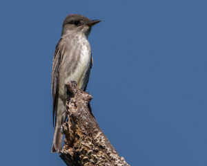 Olive-sided Flycatcher