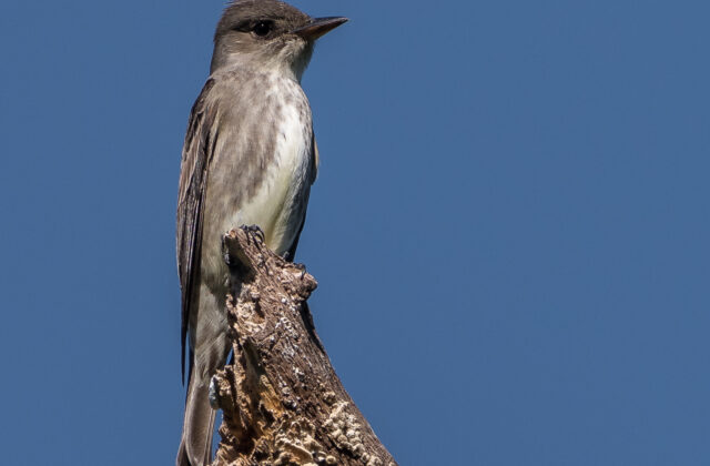Olive-sided Flycatcher