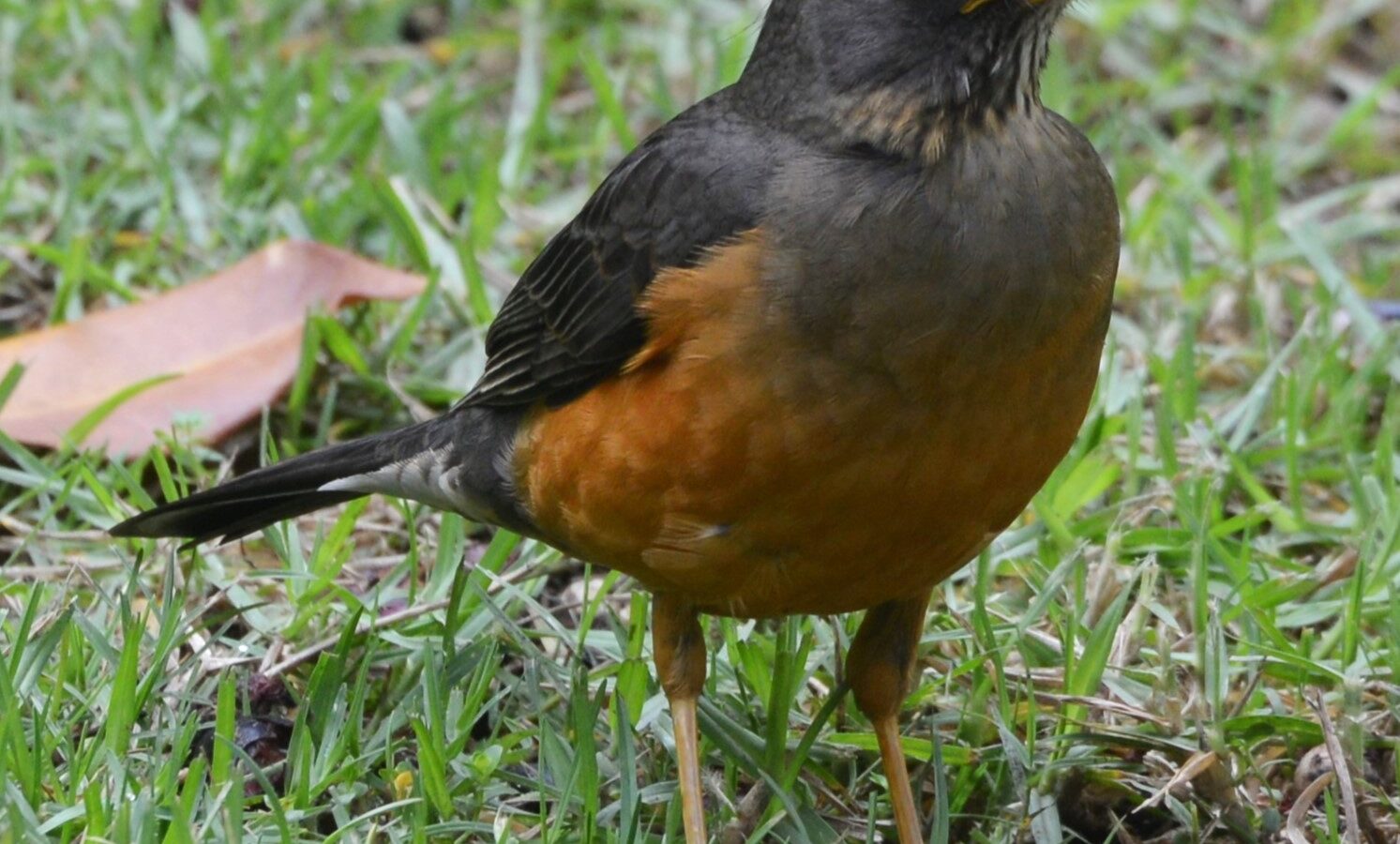 Olive Thrush