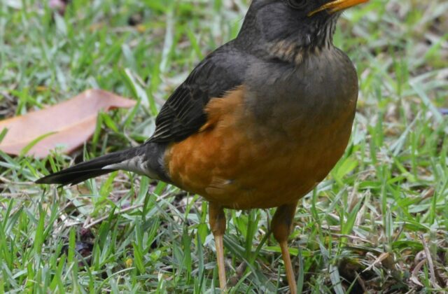 Olive Thrush