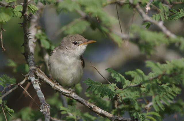 Olive-tree Warbler
