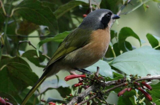 Olive Bushshrike