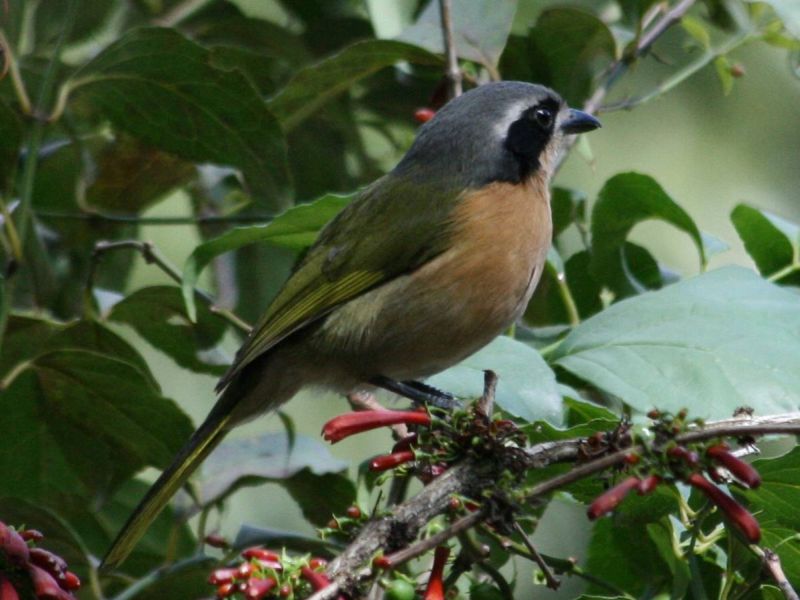 Olive Bushshrike