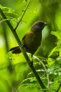 Olive Finch