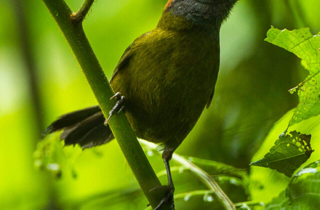 Olive Finch