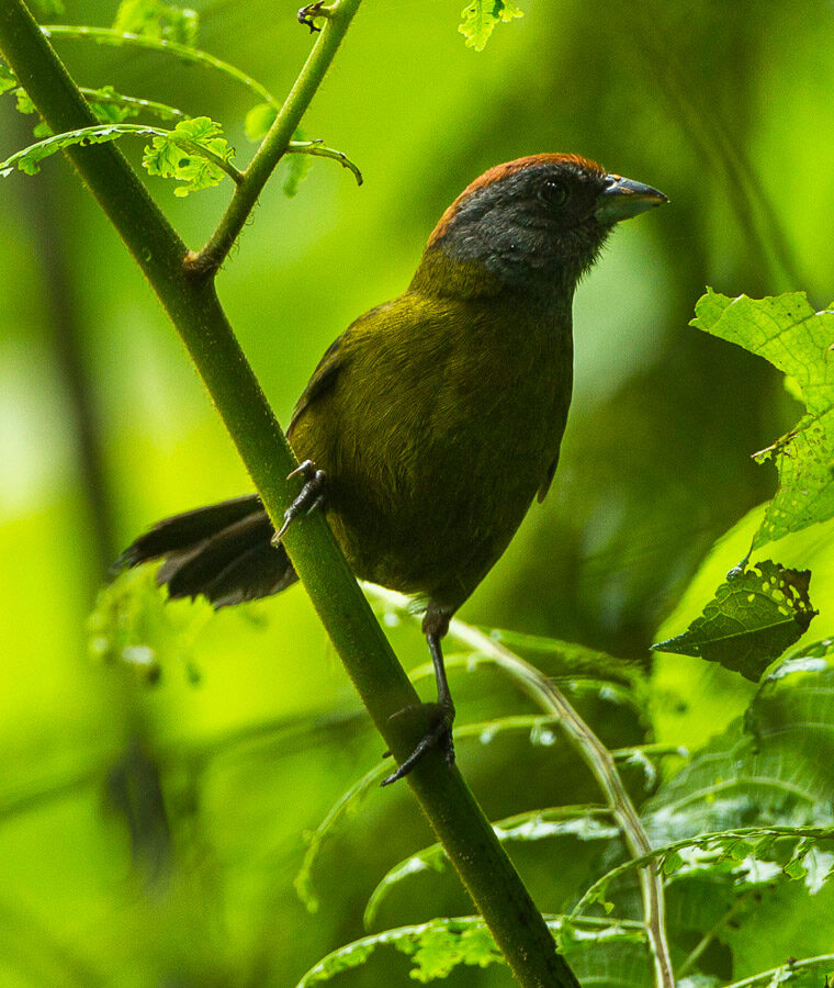 Olive Finch
