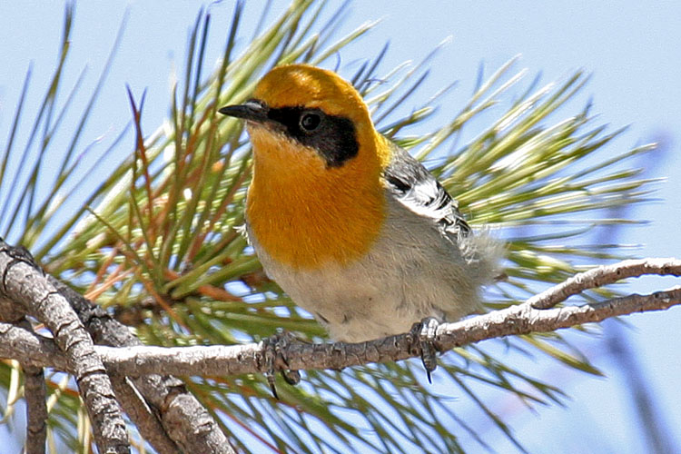 Olive Warbler