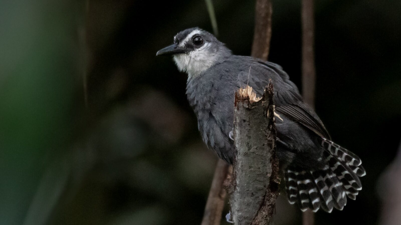 White-throated Antbird