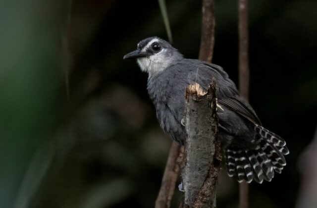 White-throated Antbird