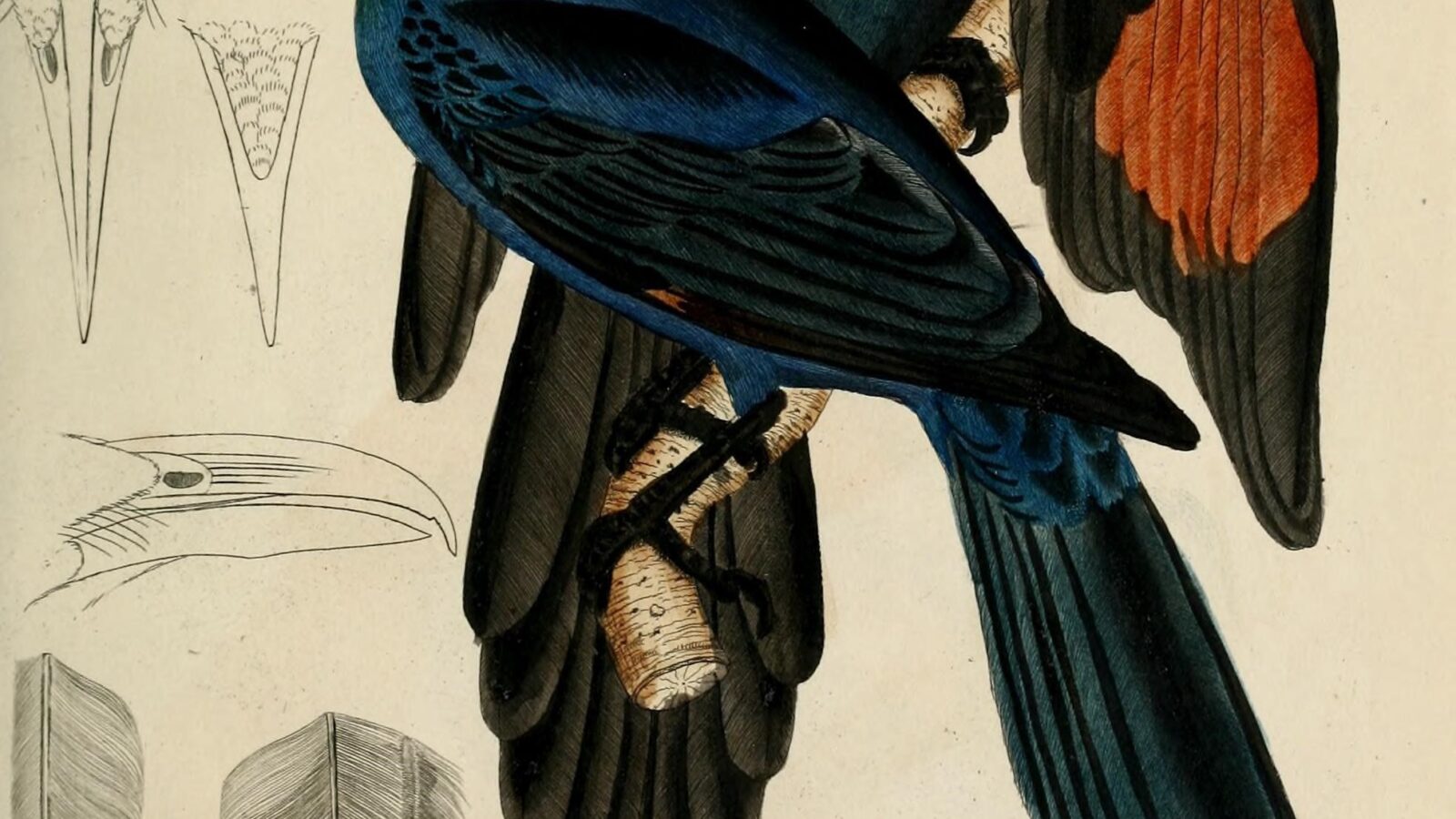 Chestnut-winged Starling
