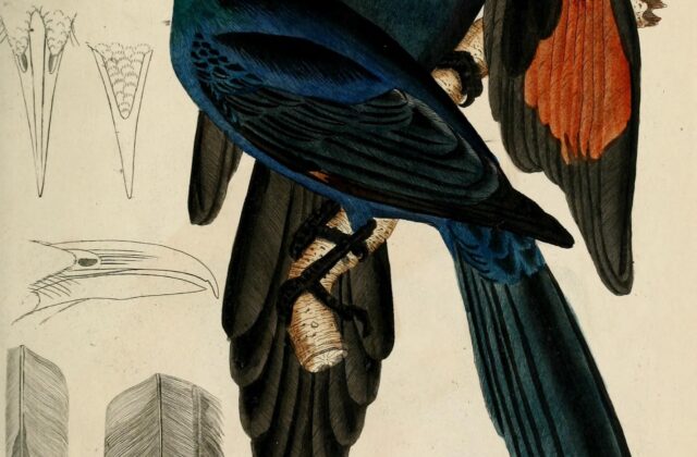 Chestnut-winged Starling