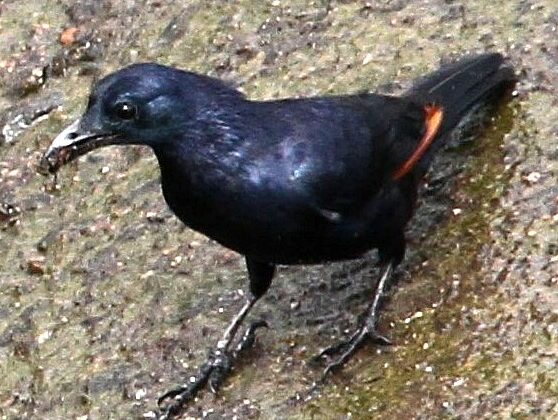 Neumann’s Starling