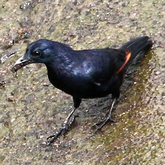 Neumann’s Starling