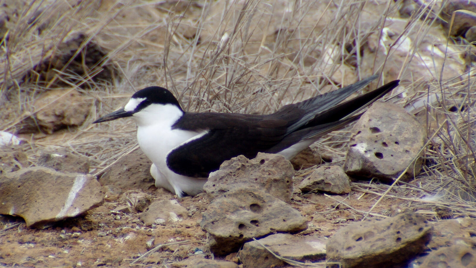 Sooty Tern