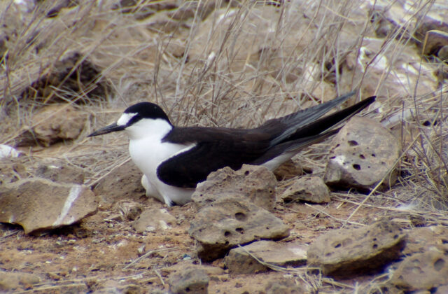 Sooty Tern