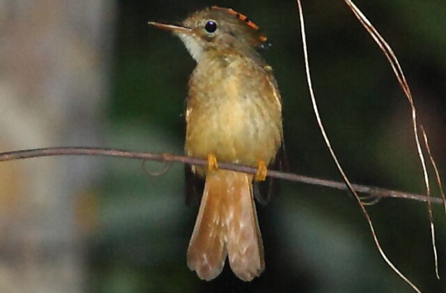 Tropical Royal Flycatcher