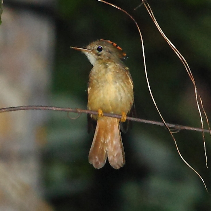 Tropical Royal Flycatcher