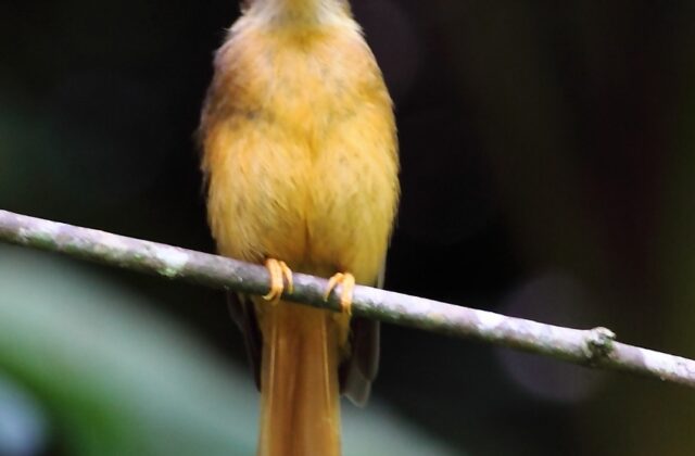 Atlantic Royal Flycatcher
