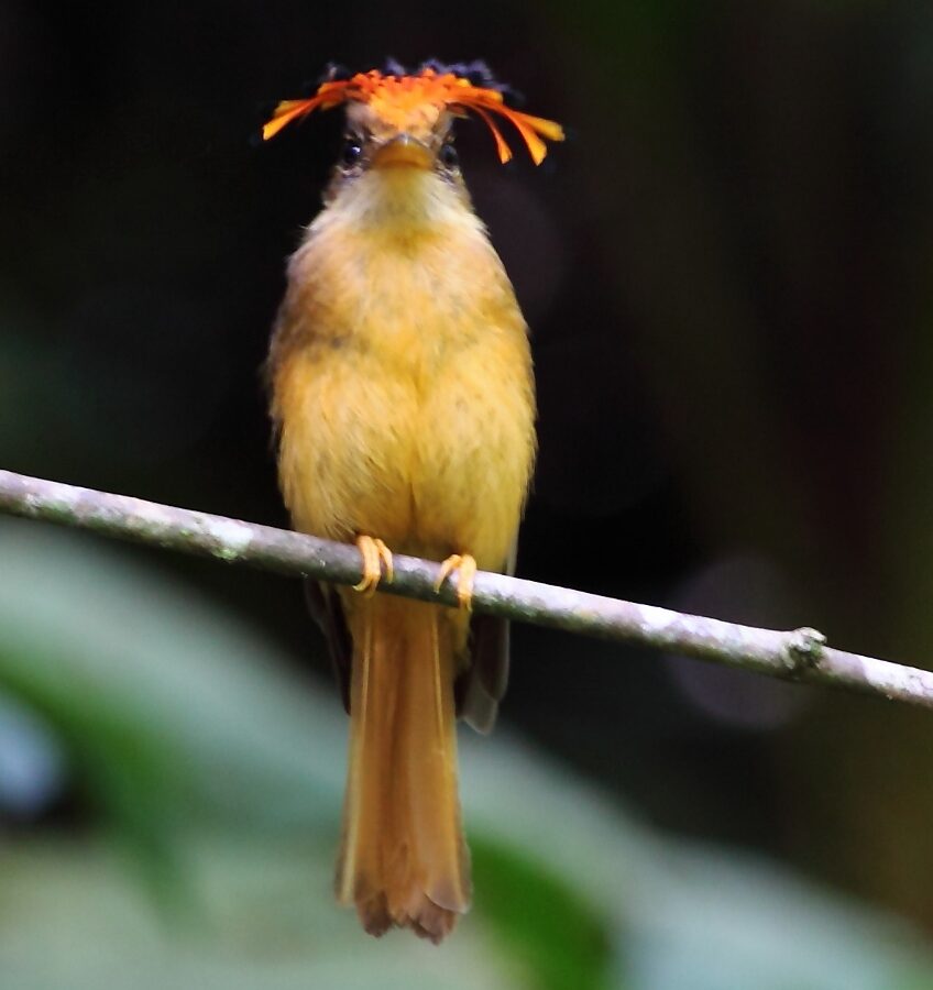 Atlantic Royal Flycatcher