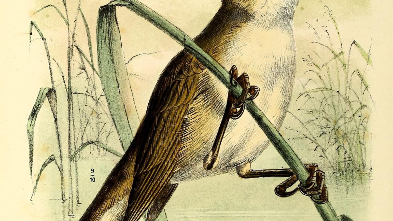 Speckled Reed Warbler