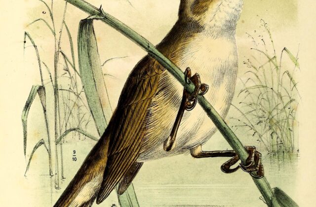 Speckled Reed Warbler