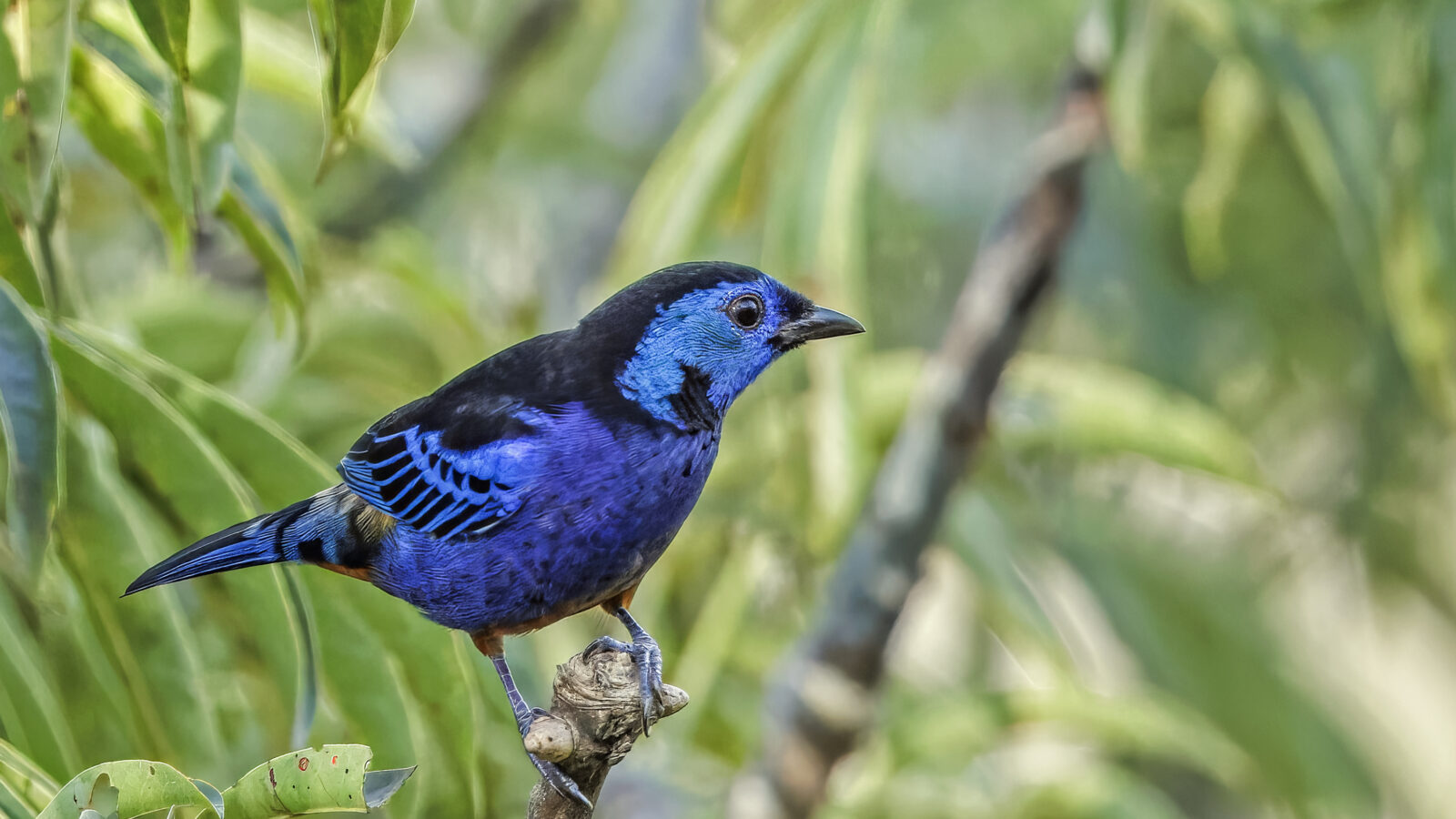 Opal-rumped Tanager