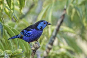 Opal-rumped Tanager
