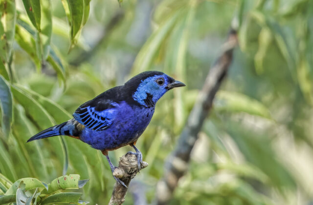 Opal-rumped Tanager