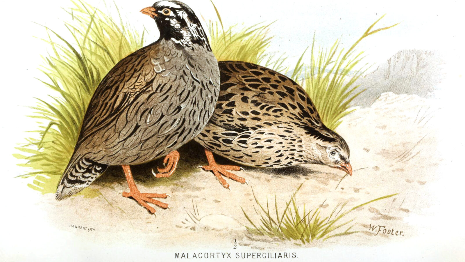 Himalayan Quail