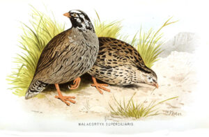 Himalayan Quail